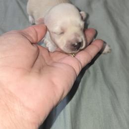 Boy - Cream male Maltipoo puppy in Brooksville, Florida from DeVall Maltipoos