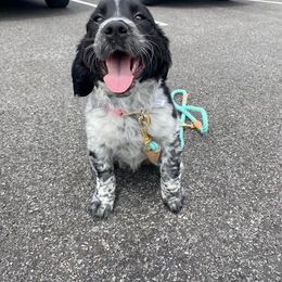 English Springer Spaniel Puppies from Saratoga Springers NY