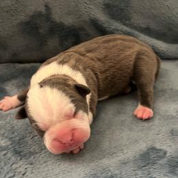 Suzi - Blue female Boston Terrier puppy in Red Bluff, California from SunnyValley Bostons