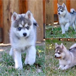 Snookums - Gray and white male Pomsky puppy in Denham Springs, Louisiana from Bayouland Pomskies