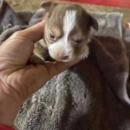 Red tri - Red tri female Toy Australian Shepherd puppy in Springfield, Missouri from Donnie's Miniature & Toy Australian Shepherds