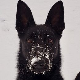 Nyx - German Shepherd