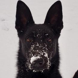 Nyx - German Shepherd