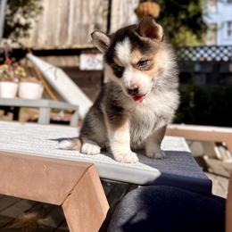 Girl 1 - Tri-color Pomsky puppy in Las Vegas, Nevada from Lovely Pomsky