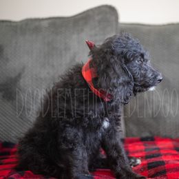 Goldendoodle Puppies from Doodle Me This Goldendoodles