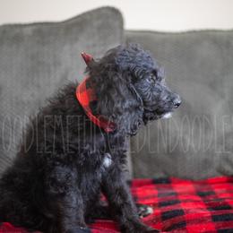 Goldendoodle Puppies from Doodle Me This Goldendoodles