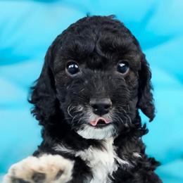 Olaf - Black and white male Cockapoo puppy in Indiahoma, Oklahoma from Phamily Doodles