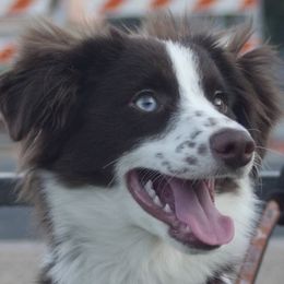 Emmy - Toy Australian Shepherd