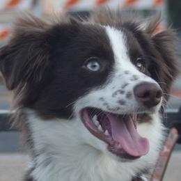 Emmy - Toy Australian Shepherd