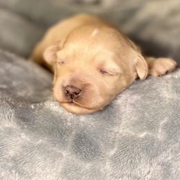 Girl 2 - Apricot female Havapoo puppy in Tropic, Utah from Lady Paws-Kara