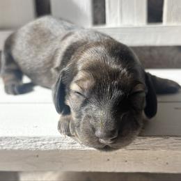 Daphne - Cream female Dachshund puppy in Sylvania, Alabama from Yancey’s Doxies
