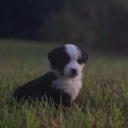 Boy 1 - Black tri male Miniature Australian Shepherd puppy in Greenville, South Carolina from QC Homestead Miniature Australian Shepherds