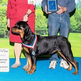 Pickle - Rottweiler