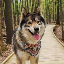 Sunniva(Sunni) - Siberian Husky