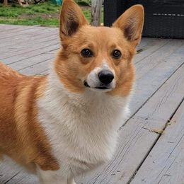 Arwyn - Pembroke Welsh Corgi