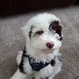 Bernedoodle Puppies from Sweet Pea Bernedoodles