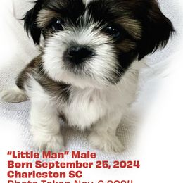 Shih Tzu Puppies from Holy City Shih Tzu