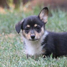 American Corgi Puppies from Diamond Corgis