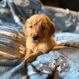 Eve - Golden female Golden Retriever puppy in Sandy, Oregon from Treasured K-9s
