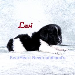 Levi - White and black male Newfoundland puppy in Cortez, Colorado from Bear Heart Newfoundlands, LLC