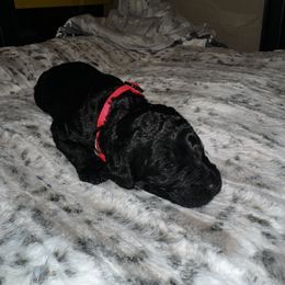 Lexus - Black female Goldendoodle puppy in Sanderson, Florida from Serenity Goldendoodles