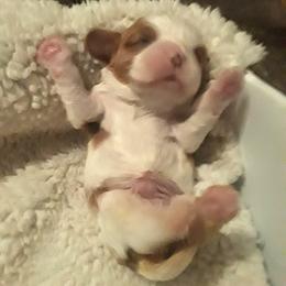 Cavalier King Charles Spaniel Puppies from Jina Ezell