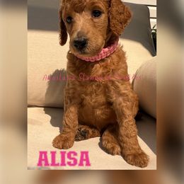 Alisa - Poodle puppy in Oceanside, New York from Anastasia STANDARD Poodles three four seven seven five four two three four five