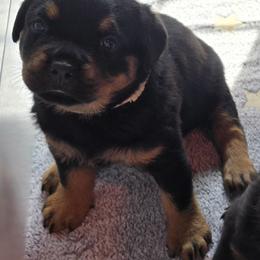 Miss White Collar - Black and mahogany female Rottweiler puppy in Clarksburg, West Virginia from Vom Peiffley Rottweilers, LLC