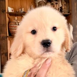 Yellow Stripe Collar Girl - Golden female Golden Retriever puppy in Garrison, Montana from Mattiaci Goldens