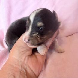 Female 1 - Black white and tan female Shetland Sheepdog puppy in Hobbs, New Mexico from Kailyn Shelties