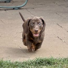Dudley - Dachshund