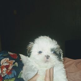Boy1 - Shih Tzu puppy from K&D kennels