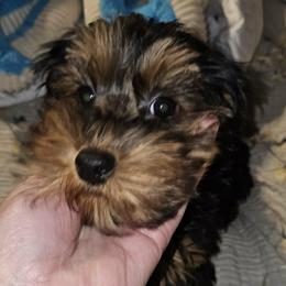 Dozer - Black and tan male Yorkipoo puppy in Lebanon, Kentucky from Mosaic Merle Doodles