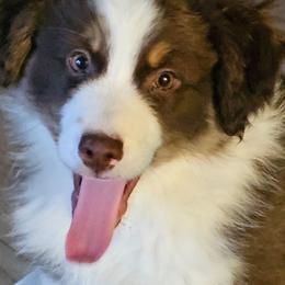 Tundra (Red boy) - Red tri-color male Miniature American Shepherd puppy in Griswold, Connecticut from Flatrock's Mini American Shepherd's