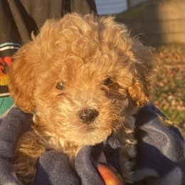Casper - Cream male Goldendoodle puppy in Cumberland, Rhode Island from minigoldendoodlesofRI