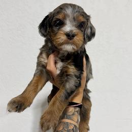 Sol - Blue merle female Bernedoodle puppy in Horseshoe Bend, Idaho from Over the Moon Poodles and Doodles