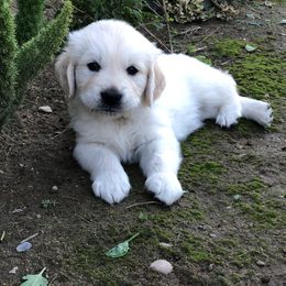 Golden Retriever Puppies from Joyful Golden Retrievers