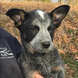 Wide mask standard Blue ( Red mrkg) - Blue female Australian Cattle Dog puppy in Lenoir, North Carolina from Blue Coyote Ranch