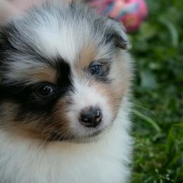 Snickers - Blue merle male Australian Shepherd puppy in Stanwood, Washington from BlueSpark Australian Shepherds