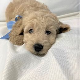 Goldendoodle Puppies from OnlyGoldendoodles