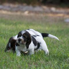 Petit Basset Griffon Vendéen Puppies from Patti Whitlock