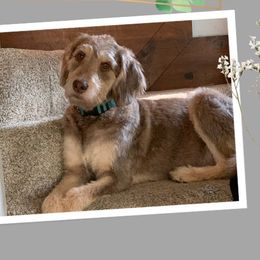 Harper - Labradoodle
