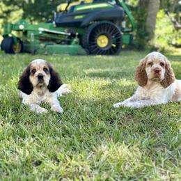 English Springer Spaniel Puppies from Willow Creek Farms