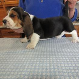 Henry - Black brown and white male Basset Hound puppy in Francesville, Indiana from Sandyhill Basset Hounds