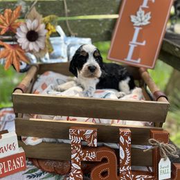 Savannah - Black white and tan English Springer Spaniel puppy in Williston, Florida from Bizzy Farms English Springer Spaniels