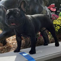 Cane Corso, French Bulldog, and Pug Puppies from Winnfall Farms