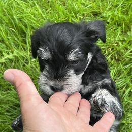 Miniature Schnauzer Puppies from Chantel's Miniature Schnauzers