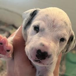 Payday - White and black male Dalmatian puppy in Austin, Texas from Dazzling Dalz