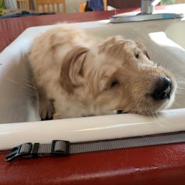 Golden Retriever Puppies from Lake Champlain Goldens