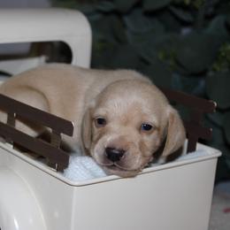 Malfoy - Cream male Dachshund puppy in Mountain Home, Arkansas from Wood's miniature Dachshunds